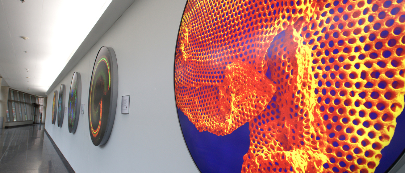 Petri Dish art along on wall